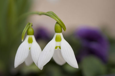 Close-up of white flowering plant