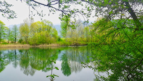 Scenic view of lake in forest against sky