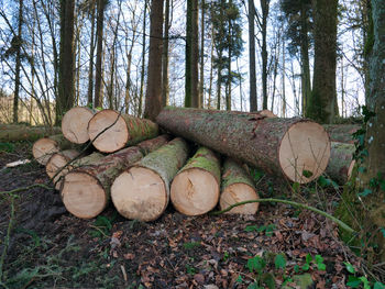 Stack of logs in forest