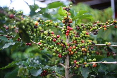 Close-up of berries growing on tree