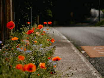 Close-up of orange flowering plants on footpath