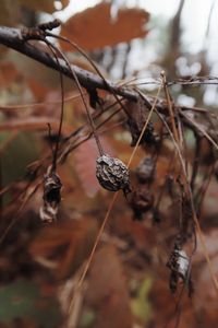 Dry berries