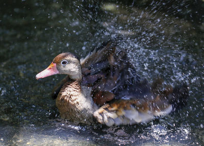 Close-up of duck swimming in lake