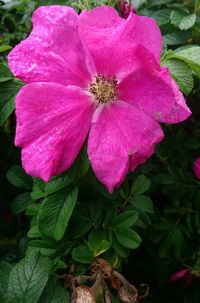 Close-up of pink flowers