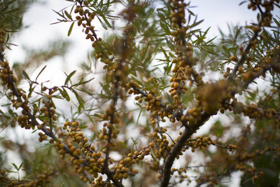 Low angle view of flowering plants on tree