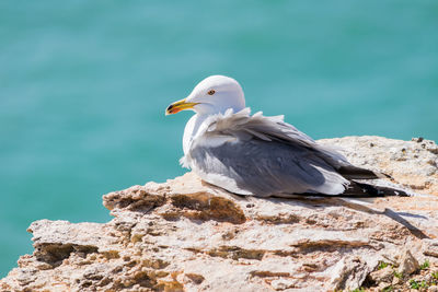 Close-up of seagull perching on rock