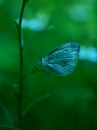 Close-up of butterfly on leaf