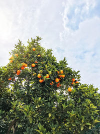 Orange tree on blue sky background. fresh ripe fruits on branches with green leaves. kemer, turkey.