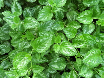 Full frame shot of fresh green leaves