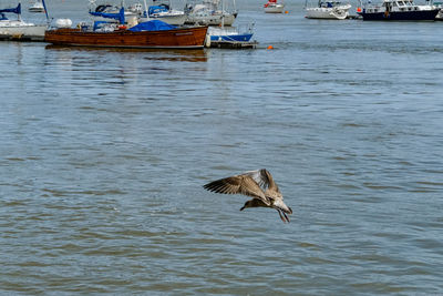 Bird in sea