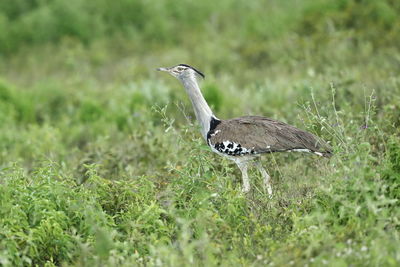 Bird on a field