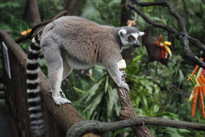 Side view of a reptile on tree