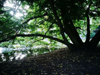 Trees in forest