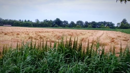 Scenic view of field against sky