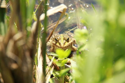 Close-up of spider on plant