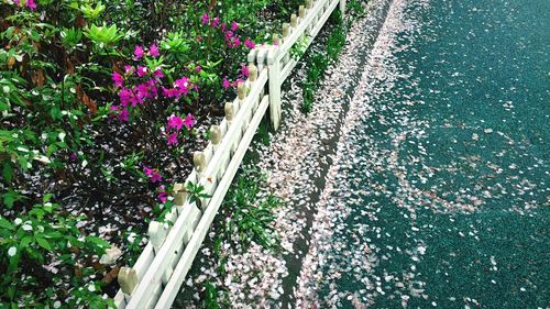 Footpath amidst trees