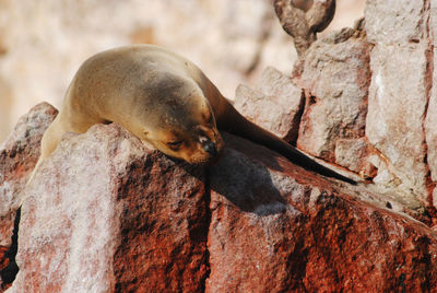 Close-up of a seal sleeping under the sun on rock
