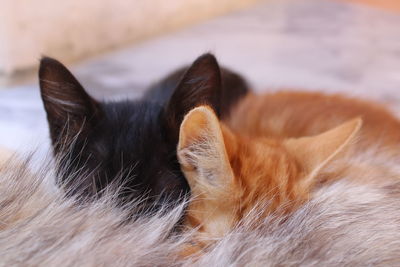 Close-up of cats relaxing on rug