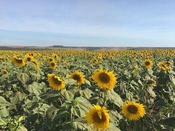 Sunflowers growing in field