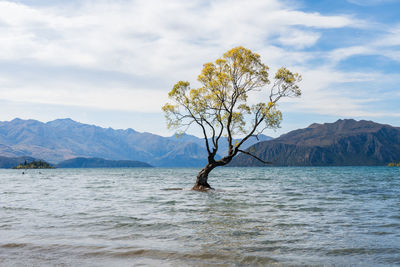 Lone wanaka tree in the lake, new zealand