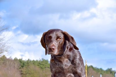 Close-up portrait of dog against sky