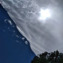 Low angle view of tree against sky