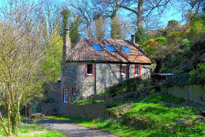 Plants growing in front of house