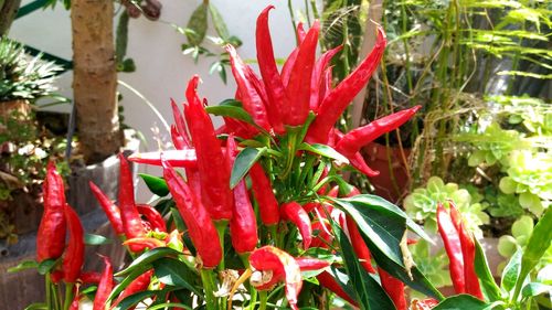 Close-up of red flowers