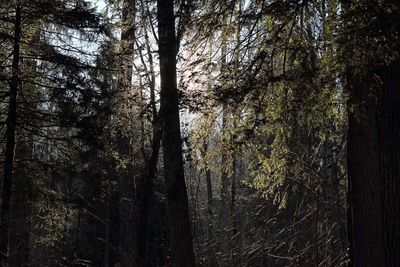 Low angle view of trees in forest against sky