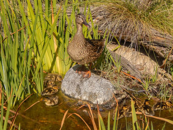 Close-up of bird on grass