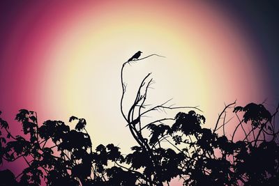 Low angle view of bird perching on a tree