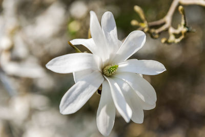 Close-up of a fresh magnolia blossom in spring in the north german region.