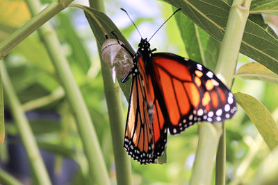 Butterfly on flower