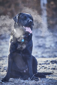 Black labrador retriever looking away while sitting on field