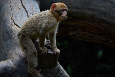 Close-up of monkey sitting outdoors