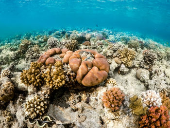 Close-up of coral in sea