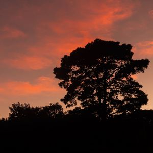 Low angle view of silhouette trees against sky during sunset