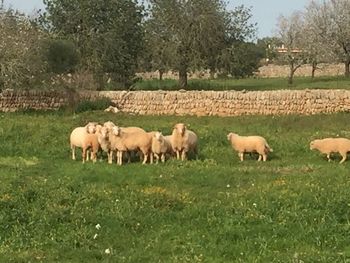 Sheep grazing on field