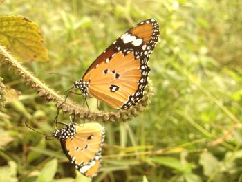 Close-up of butterfly on leaf