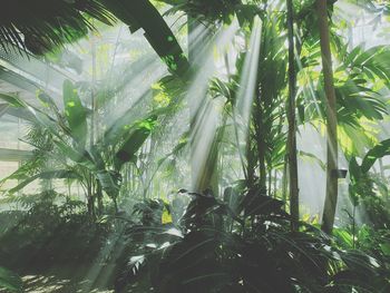 Low angle view of bamboo trees in forest