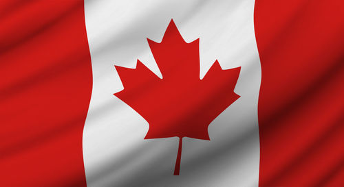 Close-up of maple leaf against white background