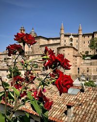 Red flowering plants by building against clear sky