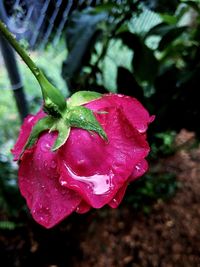 Close-up of wet flower blooming outdoors