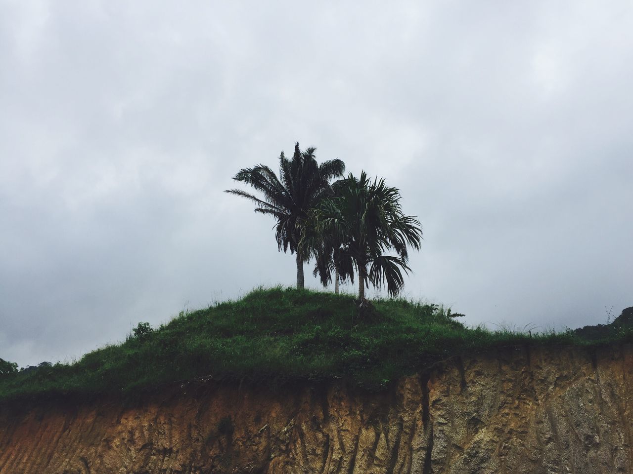 palm tree, tree, growth, tranquil scene, sky, tranquility, tree trunk, low angle view, nature, scenics, beauty in nature, outdoors, day, solitude, cloud - sky, non-urban scene, remote, tall - high, no people, green color, lush foliage, cloudy, coconut palm tree