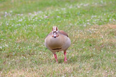 Bird standing in field