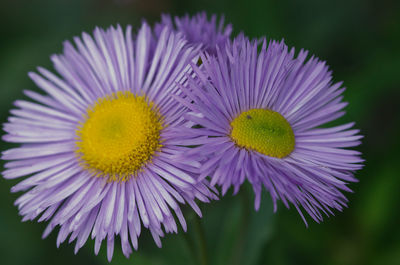 Close-up of purple flower