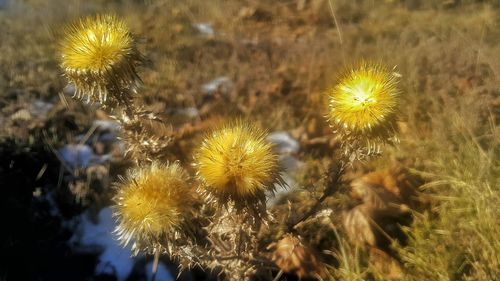 Close-up view of dandelion