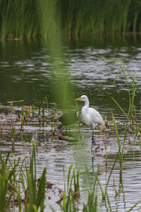 Ducks on a lake