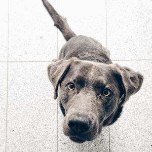 High angle view portrait of a dog