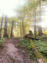 Sun shining through trees in forest